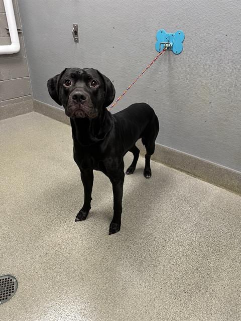 Photo of Sherman, adoptable Pit Bull Terrier in Las Vegas, Nevada