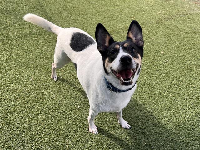 Photo of Pika, adoptable Mixed Breed