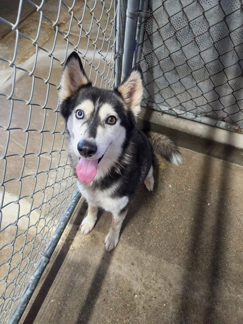 Photo of Cordelia, adoptable Husky in El Centro, California