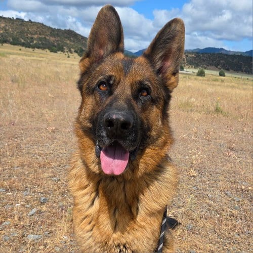 Photo of Conrad, adoptable German Shepherd Dog in Yreka, California