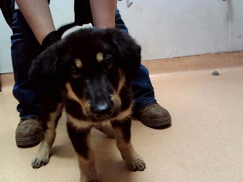 Photo of Grover, adoptable German Shepherd Dog in Martinez, California