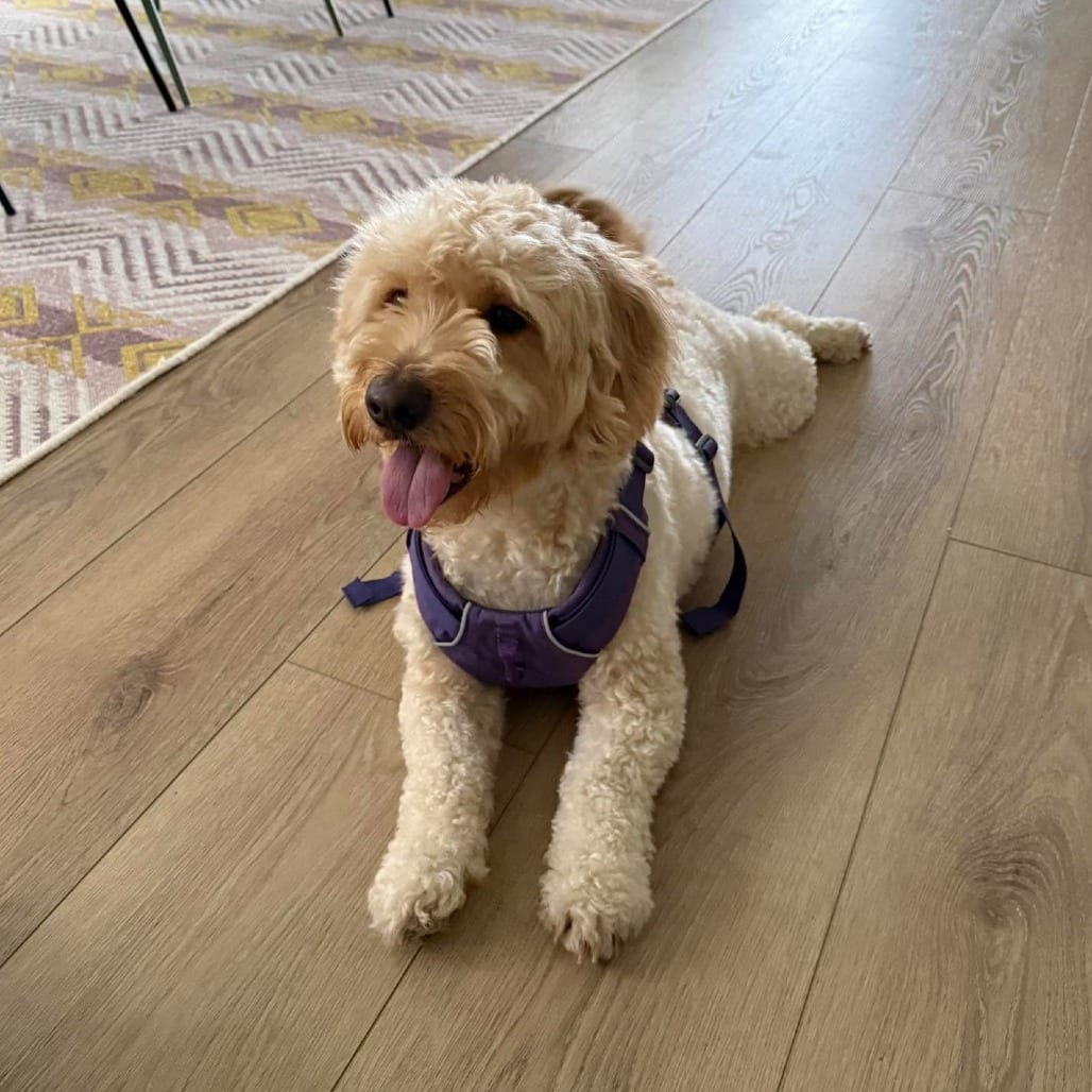 Photo of Honey, adoptable Retriever, Golden / Poodle, Miniature in Bend, Oregon