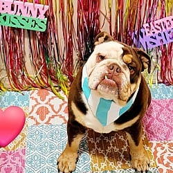 Photo of BO, adoptable English Bulldog in Littlerock - near Palmdale, California