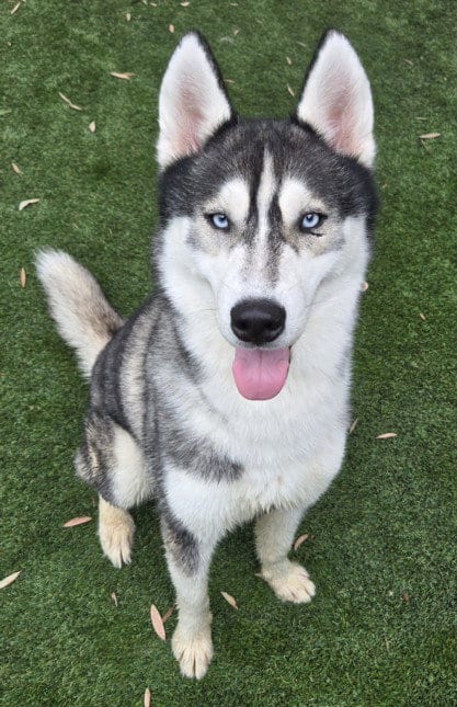 Photo of Milo, adoptable Husky in Los Angeles, California
