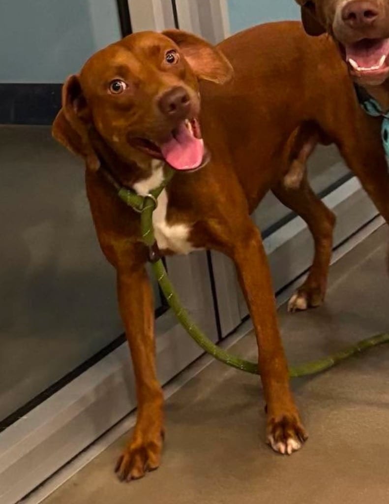 Photo of Brittle, adoptable Labrador Retriever in Hartsville, South Carolina