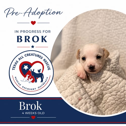 Photo of Brok, adoptable Chihuahua in Lillian, Texas