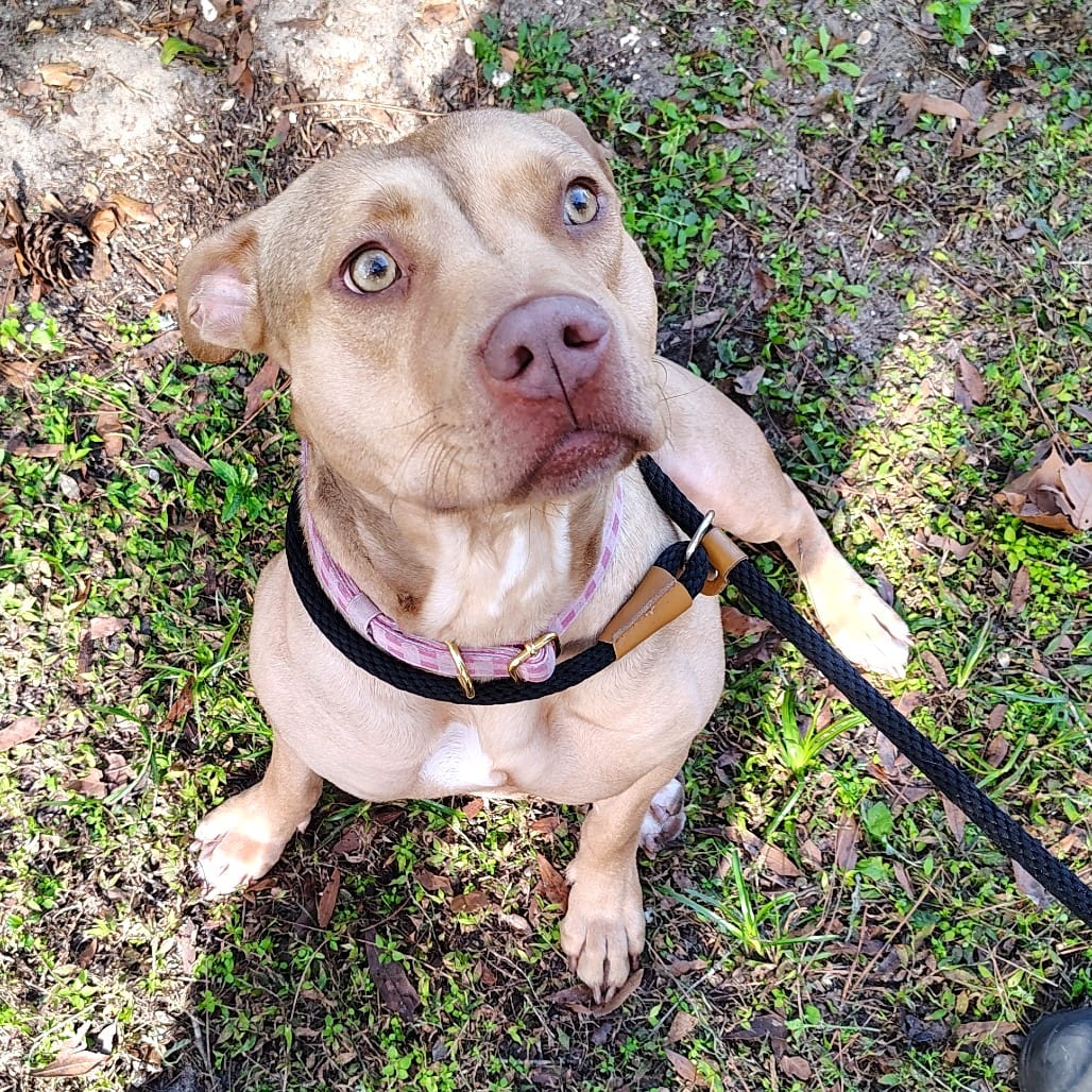 Photo of Casserole, adoptable Mixed Breed (Large) in Gainesville, Florida