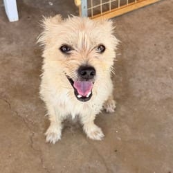 Photo of Winston SSP, adoptable Fox Terrier (Wirehaired) in Richfield, Minnesota