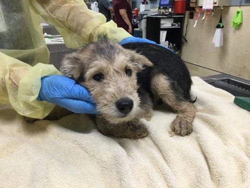 Photo of Mcintosh, adoptable Terrier in Riverside, California