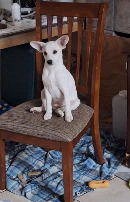 Photo of Blanca, adoptable Chihuahua in Cherry Valley, California
