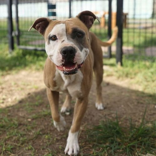 Photo of Rex, adoptable American Staffordshire Terrier in San Antonio, Texas