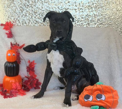 Photo of Atticus, adoptable Pit Bull Terrier in Fairfield, California