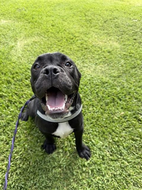 Photo of Diesel, adoptable Boxer in Sugar Land, Texas