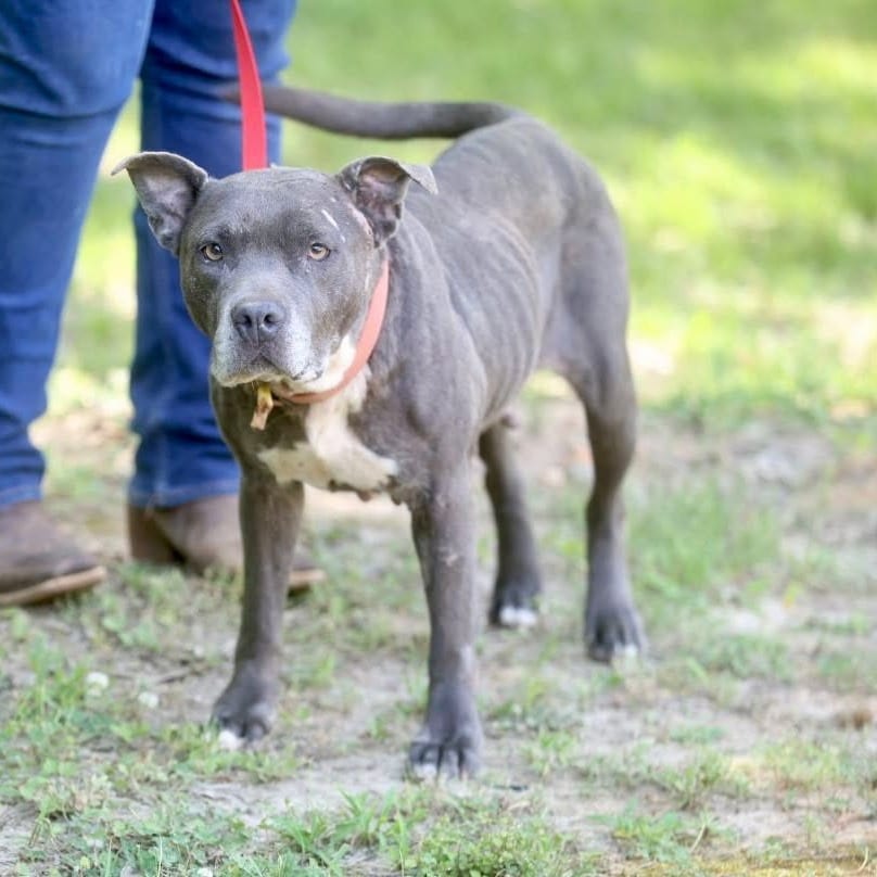 Photo of Rue, adoptable Unknown / Mixed Breed (Medium) in Whitestone, New York