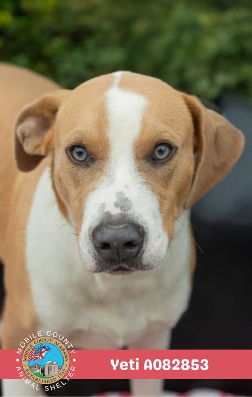 Photo of Yeti, adoptable Beagle in Mobile, Alabama