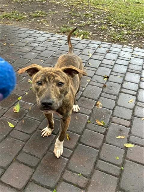 Photo of A524052, adoptable Pit Bull Terrier in Wilmington, North Carolina