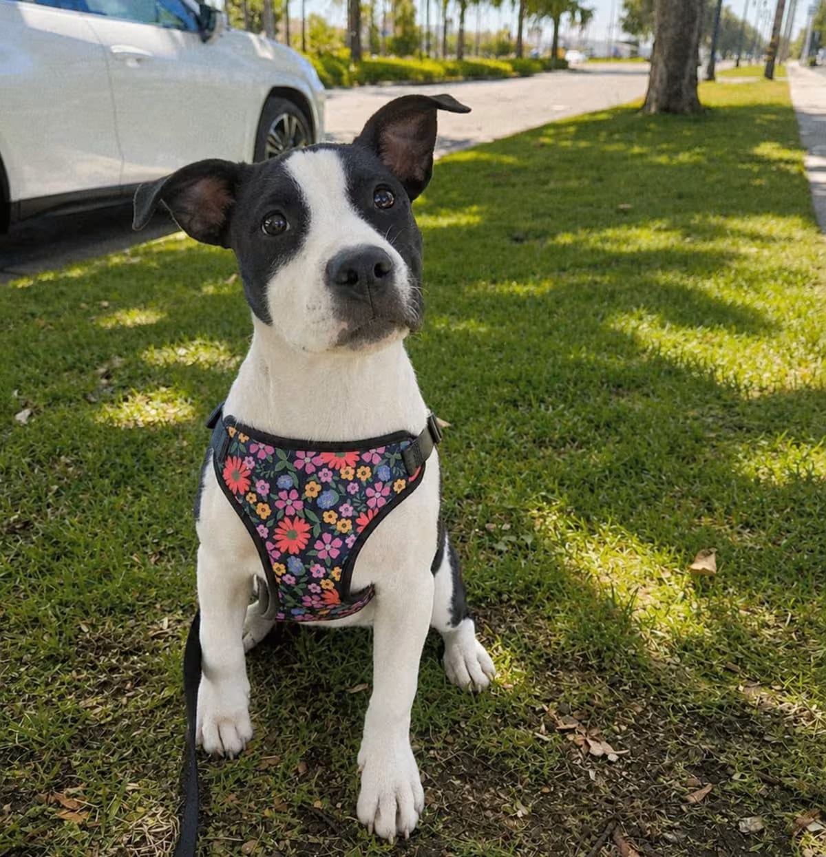 Photo of Lulu, adoptable Pit Bull Terrier in Lodi, California