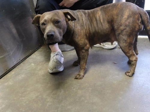 Photo of Kendel, adoptable Pit Bull Terrier in Tulsa, Oklahoma