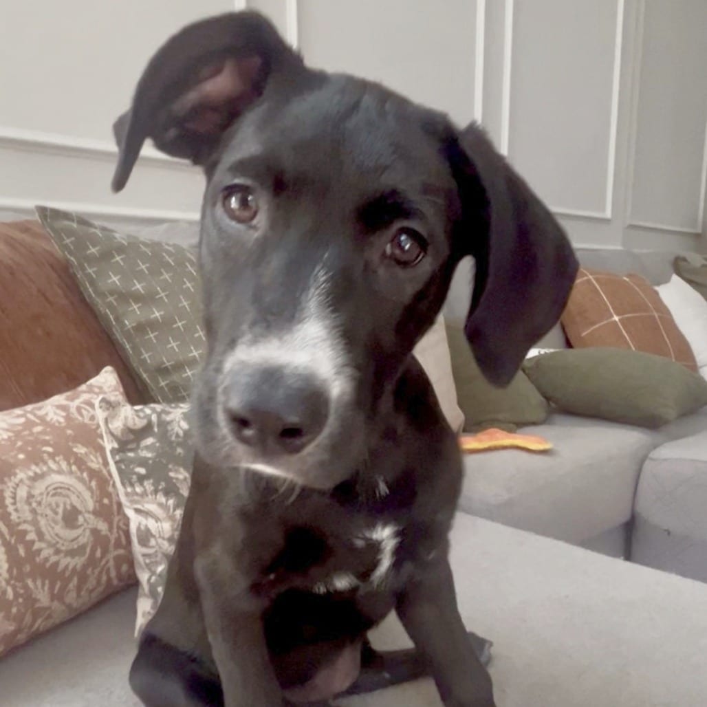 Photo of Brazil (World Cup Pup), adoptable Mixed Breed (Medium) in St. Louis, Missouri