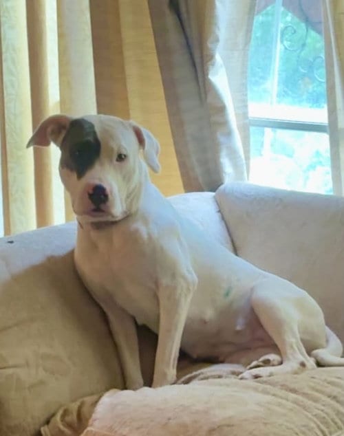 Photo of Betty White, adoptable American Pit Bull Terrier in Holly Springs, North Carolina