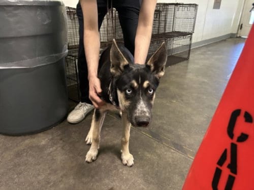 Photo of Lucy, adoptable German Shepherd Dog in Los Angeles, California