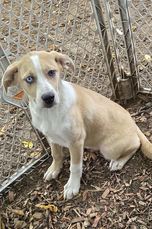 Photo of Cleo (NY-Shari), adoptable Labrador Retriever in SHERBURNE, New York