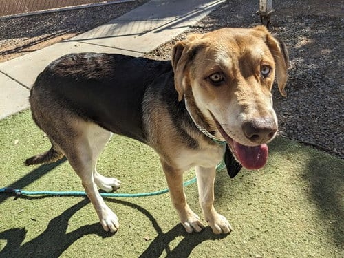 Photo of Azul, adoptable Labrador Retriever in Phoenix, Arizona