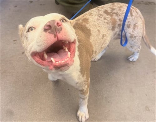Photo of Apricot, adoptable American Pit Bull Terrier in Mesa, Arizona