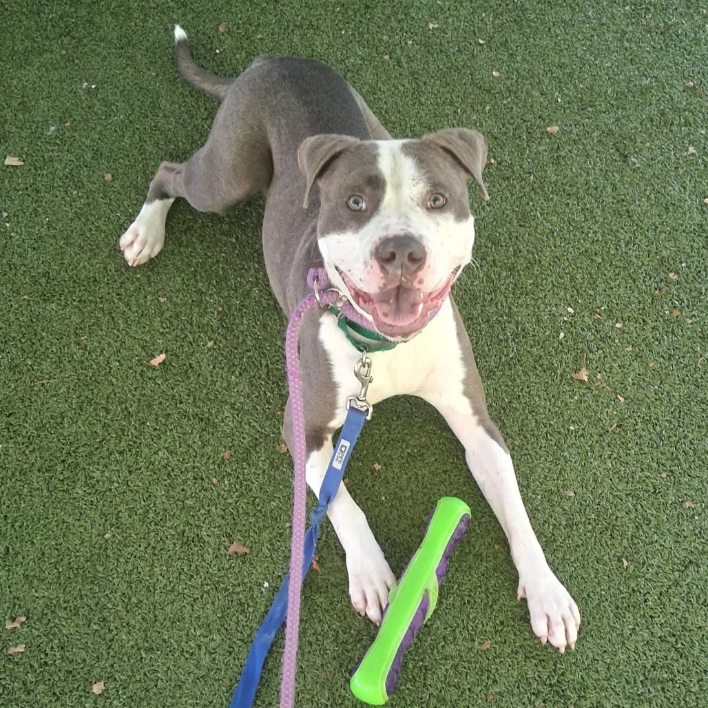 Photo of Carl, adoptable Terrier, American Pit Bull in Greensboro, North Carolina