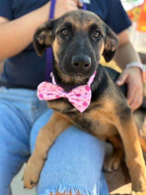 Photo of Moana, adoptable German Shepherd Dog in Visalia, California