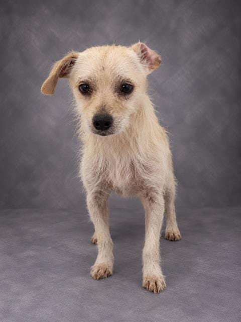 Photo of Steve, adoptable Chihuahua in Winter Haven, Florida