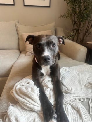 Photo of Chrissy, adoptable dog in Chamblee, Georgia
