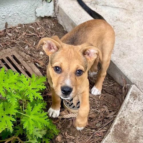 Photo of Bruce Lee, adoptable German Shepherd Dog in San Juan Capistrano, California