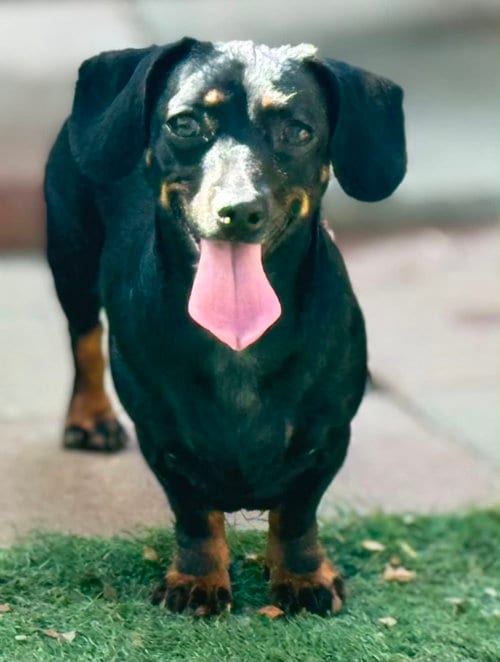 Photo of Sable, adoptable Dachshund in La Verne, California