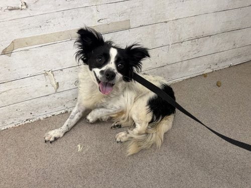 Photo of Blair, adoptable Chihuahua in San Bernardino, California