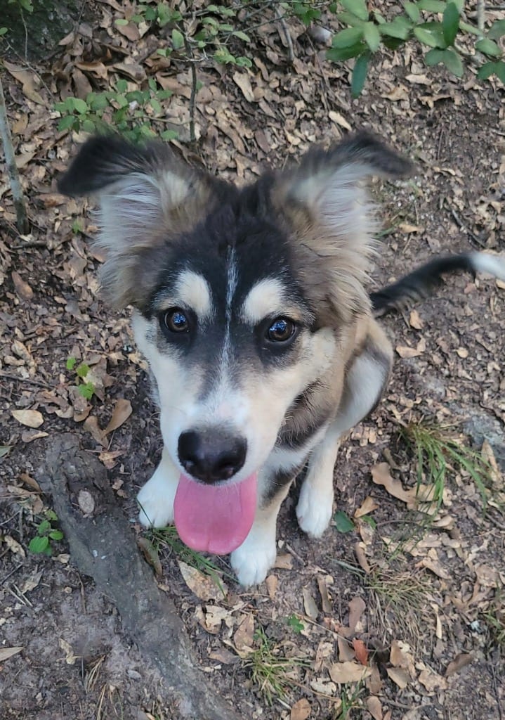 Photo of Chillie, adoptable Border Collie in Texas