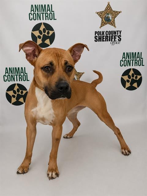 Photo of Goldie, adoptable Bulldog in Winter Haven, Florida