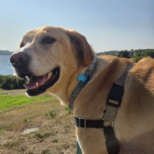 Photo of Bart, adoptable Labrador Retriever in Fargo, North Dakota