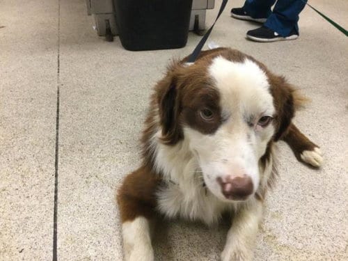 Photo of Dale, adoptable Border Collie in Riverside, California