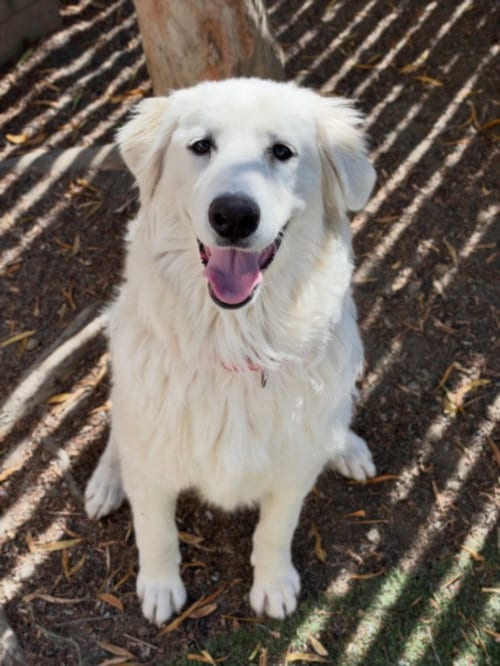 Photo of Yzma, adoptable Great Pyrenees in Hayward, California