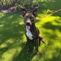 Photo of Hennessey 5301, adoptable Mixed Breed (Medium) in Loxahatchee, Florida
