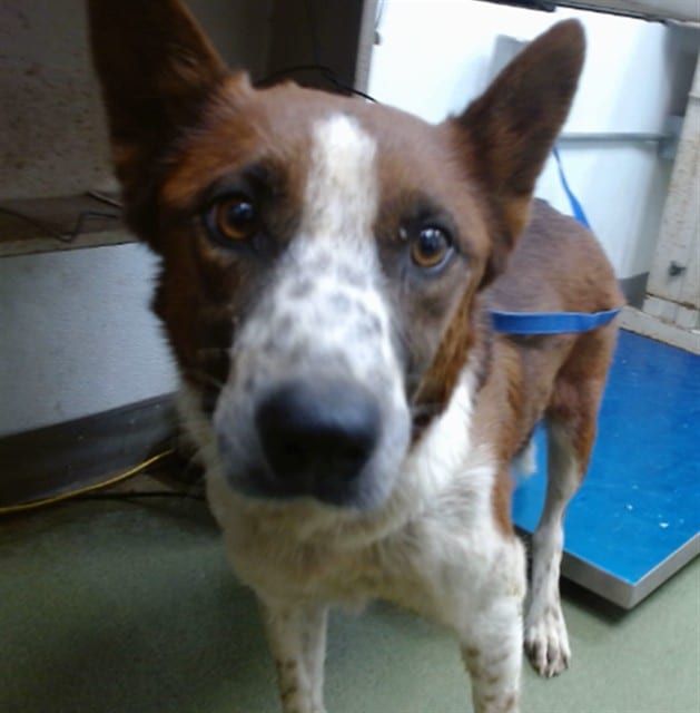 Photo of Senior Australian Shepherd mix, adoptable Australian Shepherd mix in Devore, California
