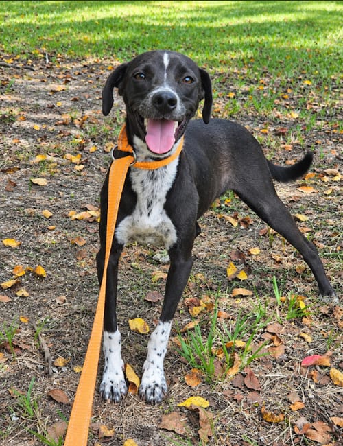 Photo of Jack Jack in LA, adoptable Unknown breed (short coat) in Cranston, Rhode Island