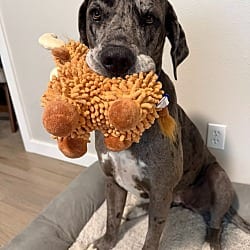 Photo of Athena, adoptable Great Dane Mastiff in Bullard, Texas