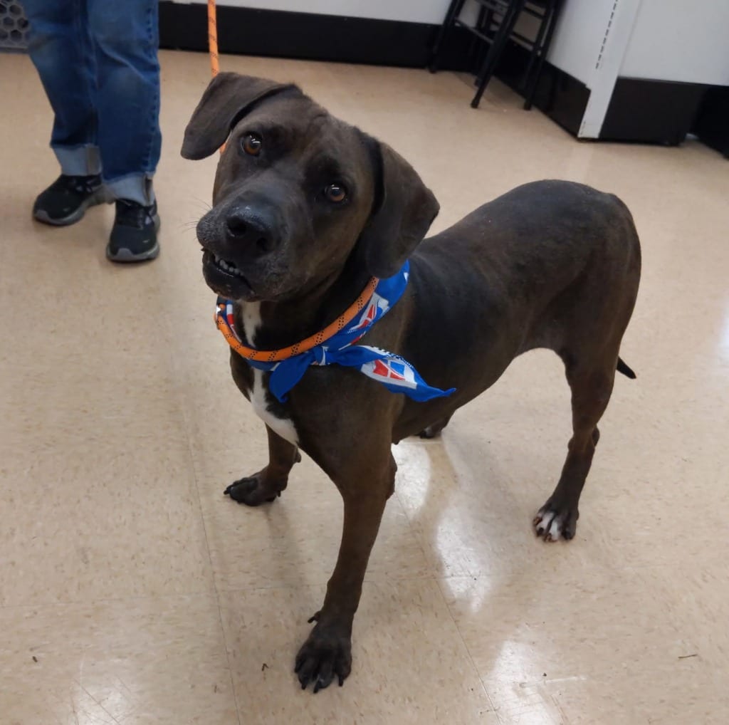 Photo of Beau, adoptable Terrier in Mena, Arkansas