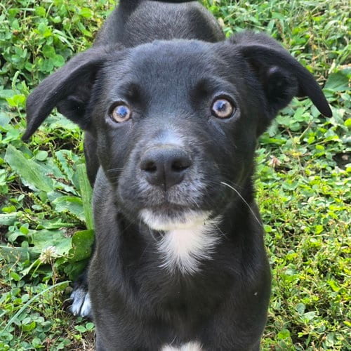 Photo of Yakko, adoptable Labrador Retriever in Normal, Illinois