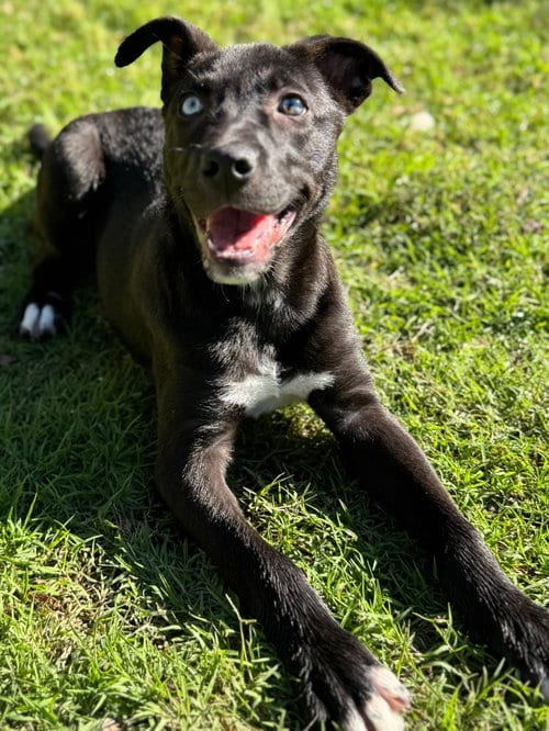 Photo of Scooby, adoptable Terrier in Great Bend, Kansas