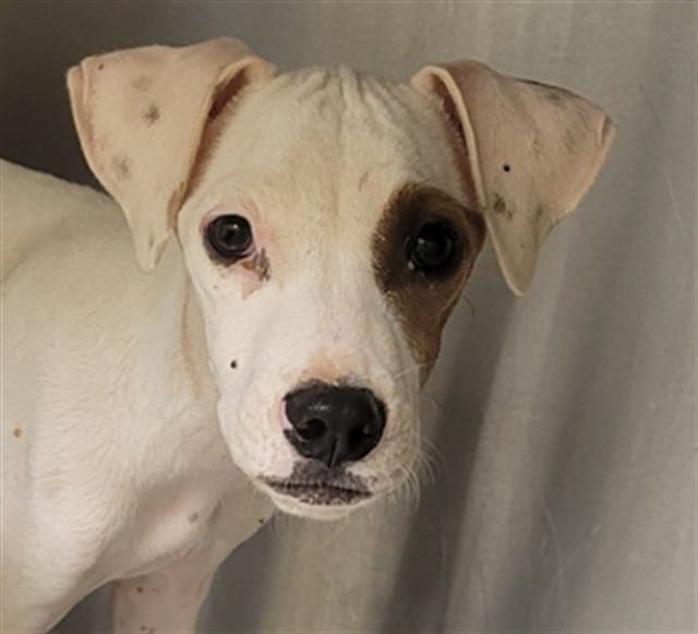 Photo of Hally, adoptable dog