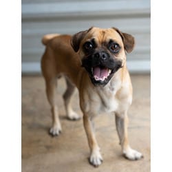 Photo of Brussels, adoptable Pug in Fresno, California