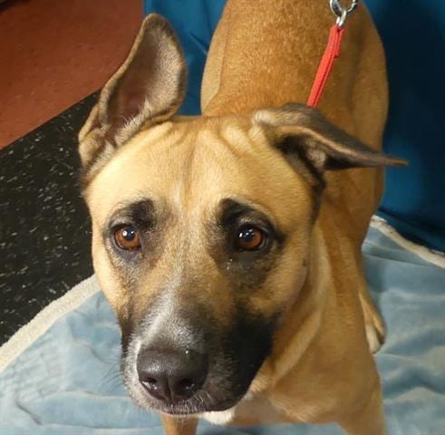 Photo of Zella, adoptable German Shepherd Dog in Ukiah, California